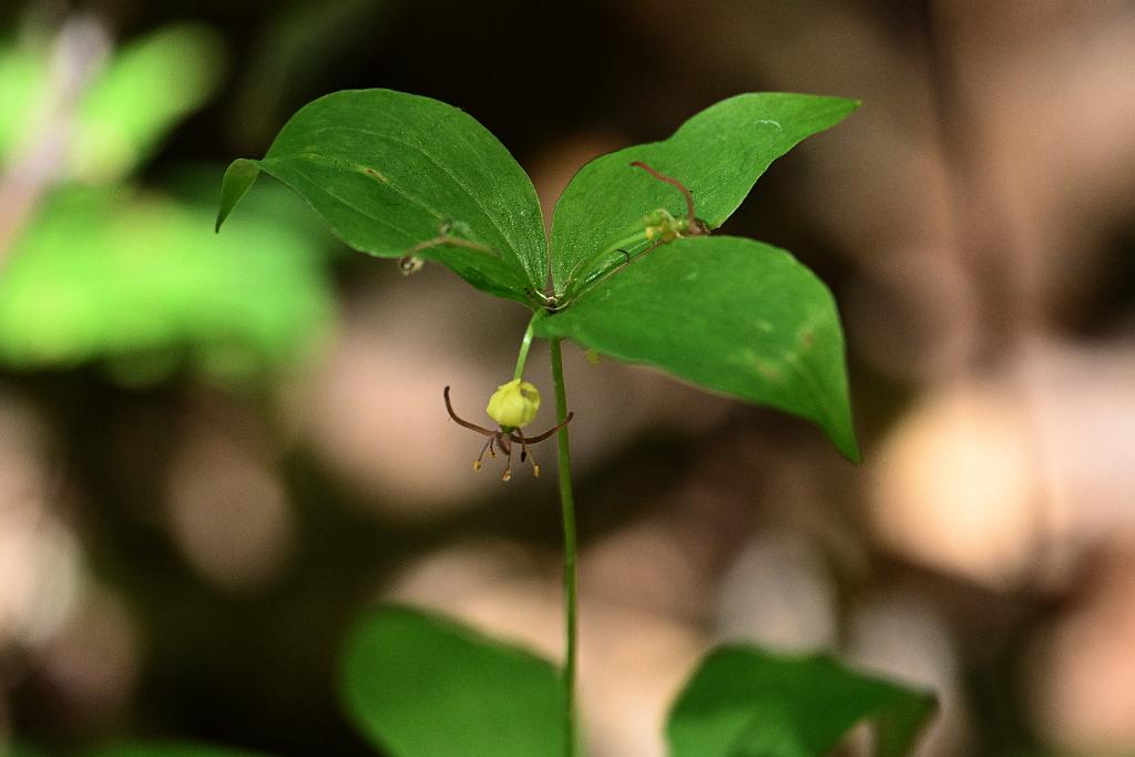 2025-06279217 Broad Meadow Brook, MA.JPG - Indian Cucumber Root. Broad Meadow Brook Wildlife Sanctuary, MA, 6-27-2025